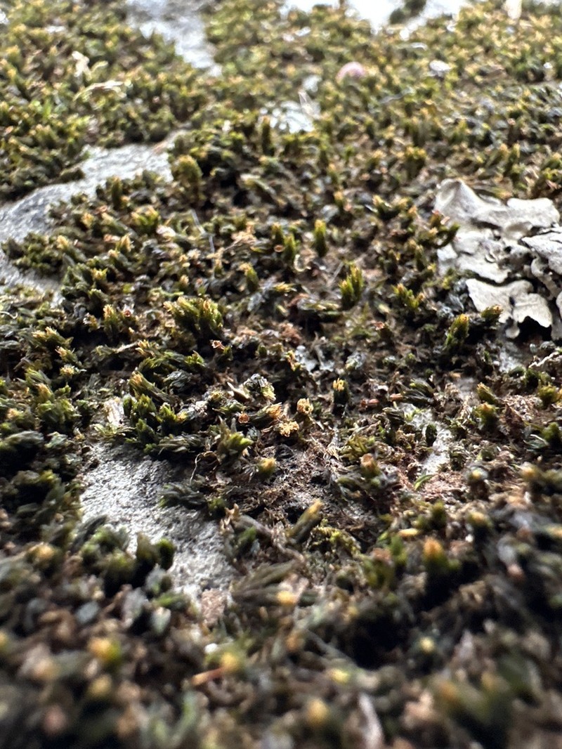 Strangulate Orthotrichum Moss photo 7