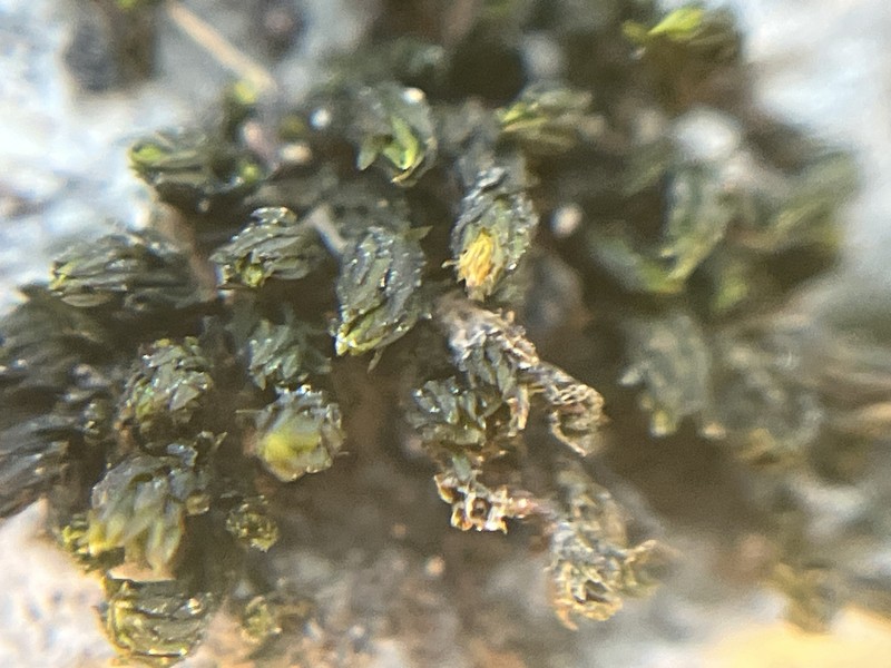 Strangulate Orthotrichum Moss photo 8