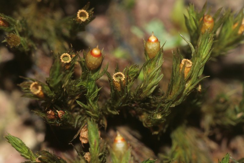 Orthotrichum Moss