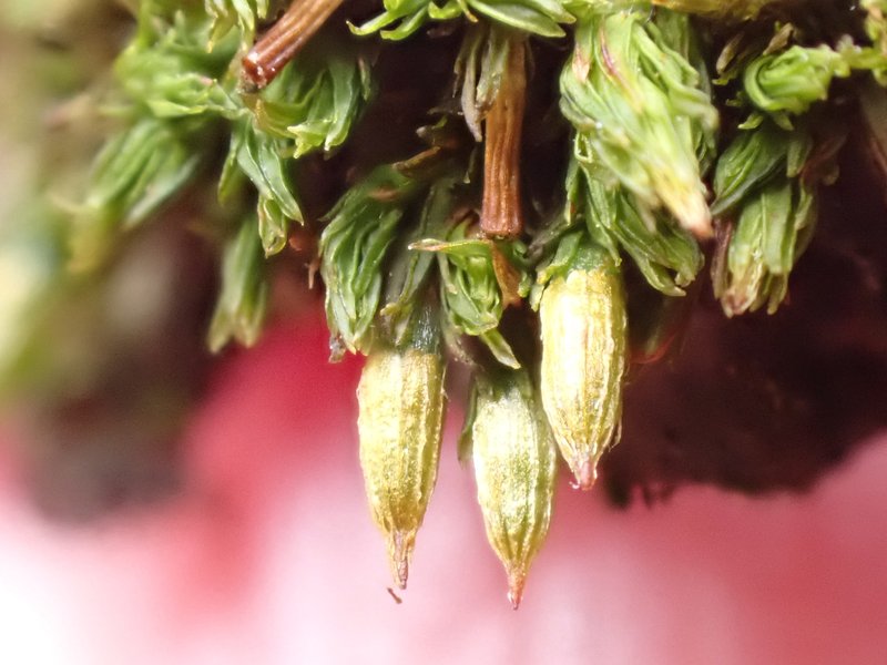 Orthotrichum Moss