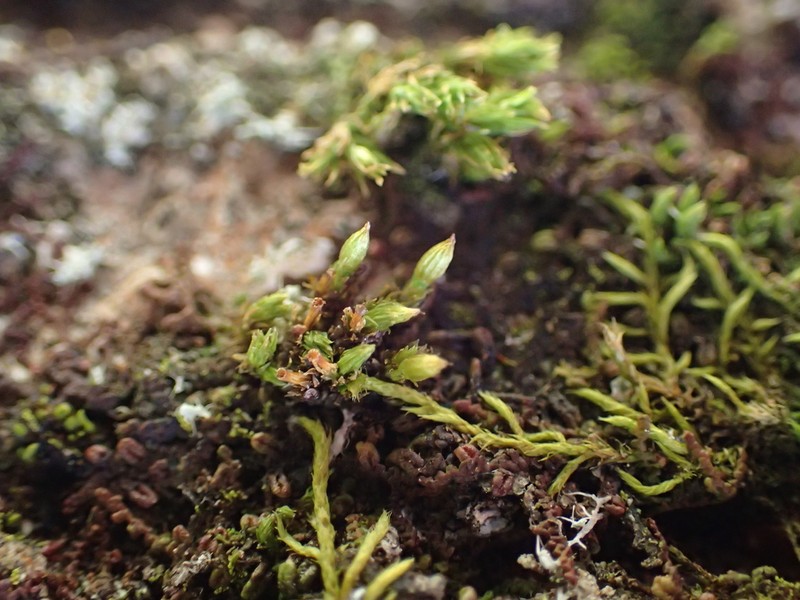 Orthotrichum Moss