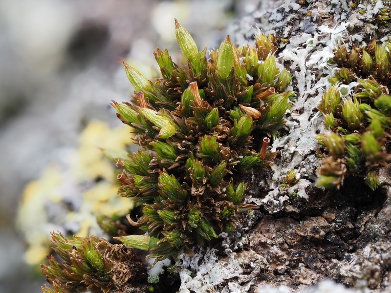Orthotrichum Moss photo 2
