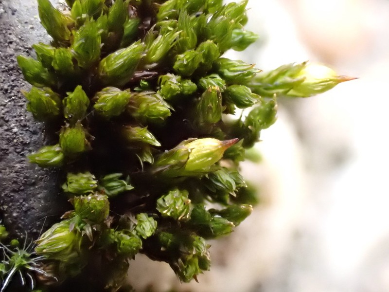 Orthotrichum Moss photo 3