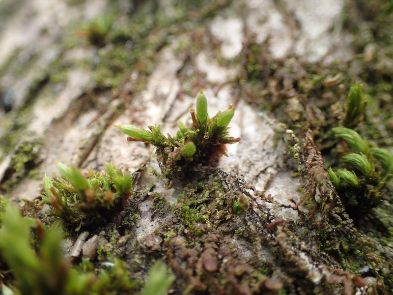 Orthotrichum Moss photo 4