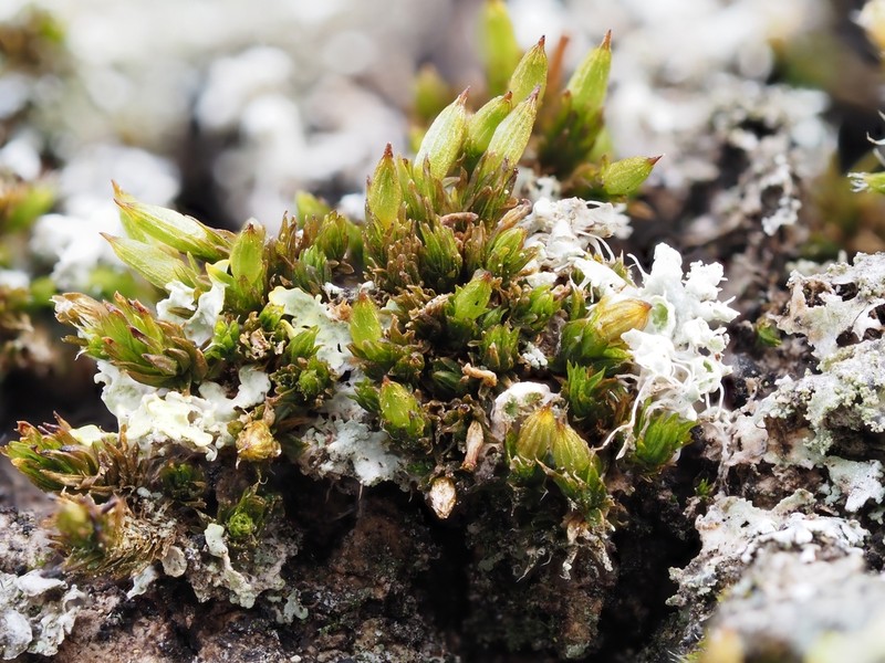 Orthotrichum Moss photo 5