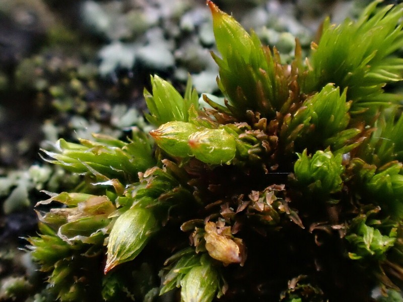 Orthotrichum Moss photo 6