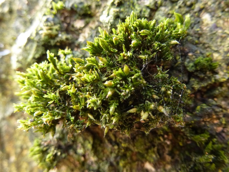 Orthotrichum Moss photo 7