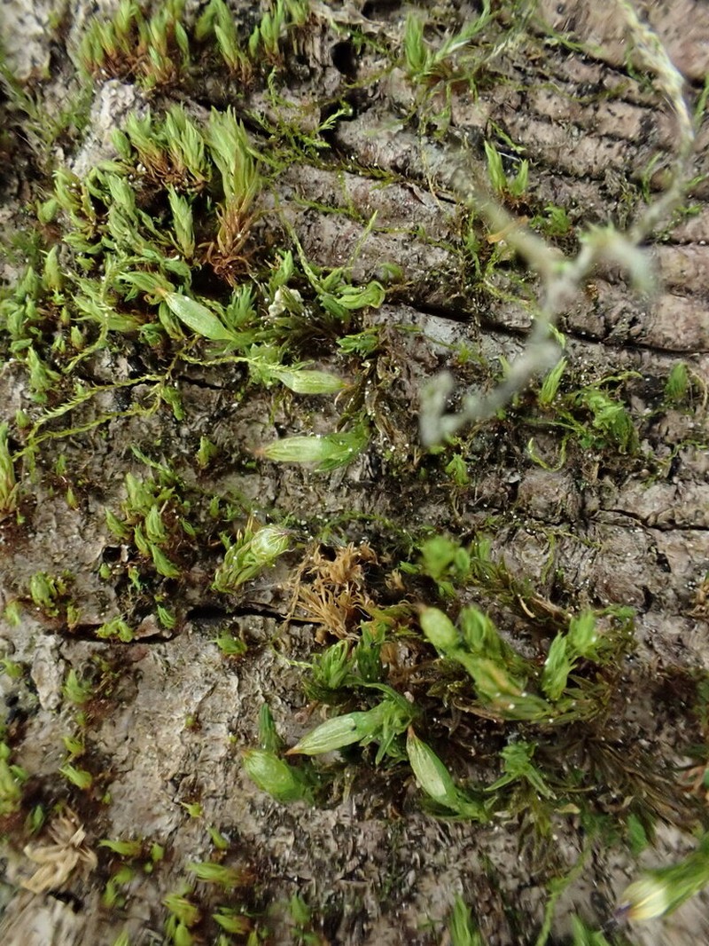 Orthotrichum Moss photo 8