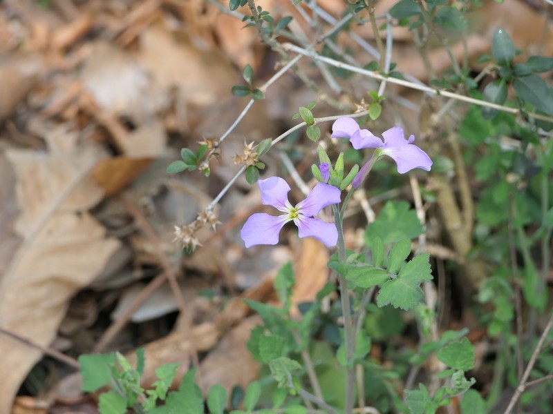 Orychophragmus diffusus