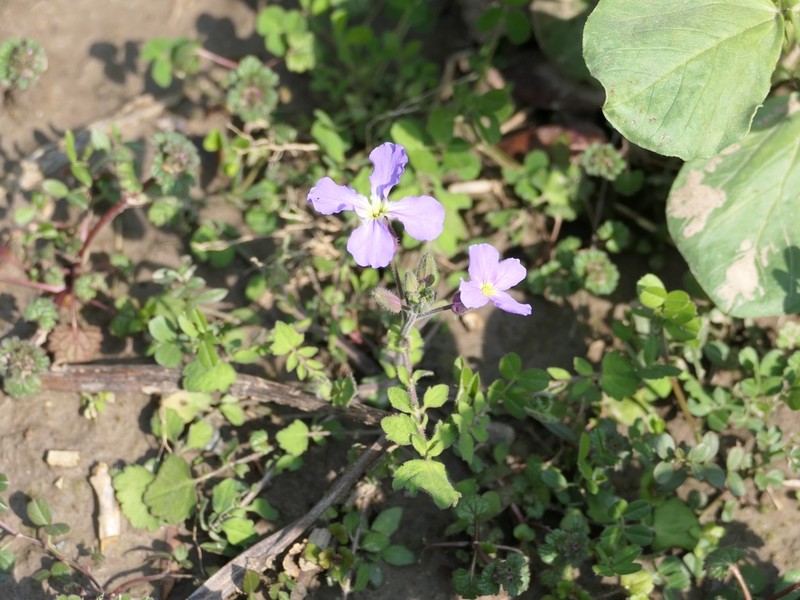 Orychophragmus diffusus photo 2