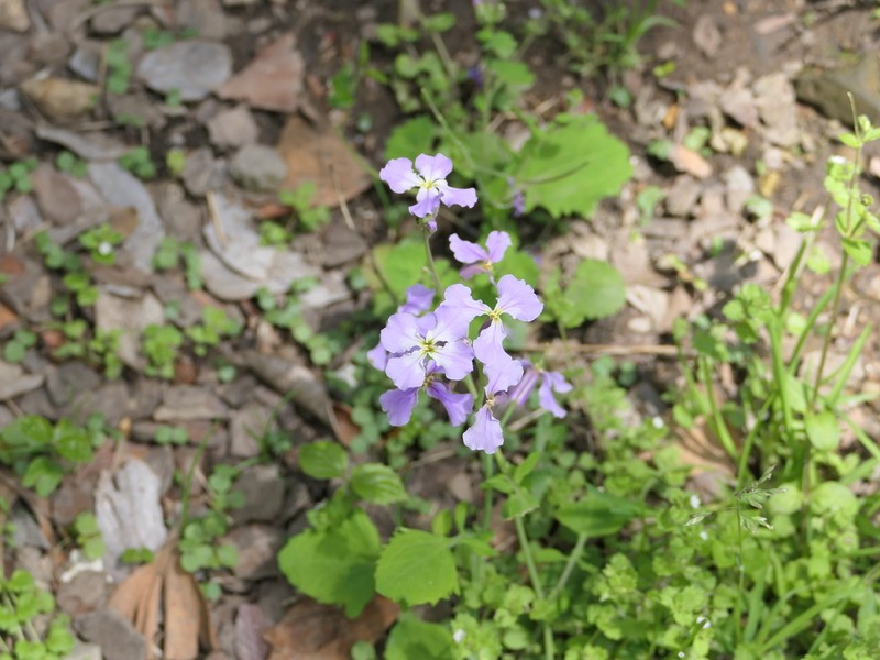 Orychophragmus diffusus photo 3