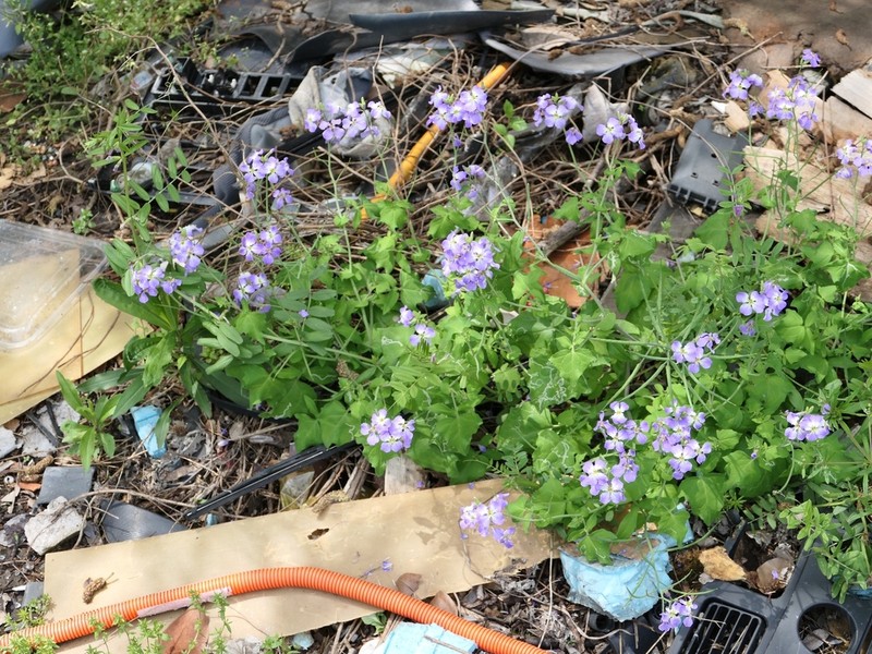 Orychophragmus diffusus photo 4