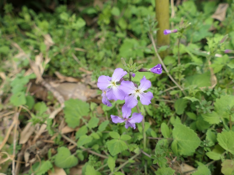 Orychophragmus diffusus photo 5