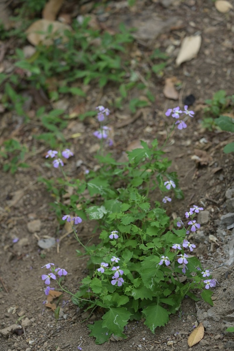 Orychophragmus diffusus photo 6