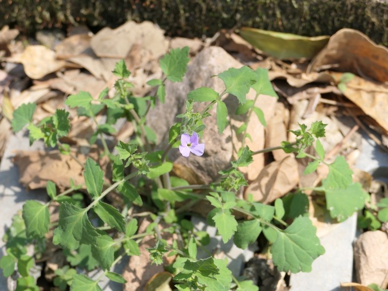 Orychophragmus diffusus photo 7