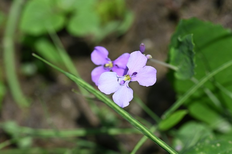 Orychophragmus diffusus photo 8