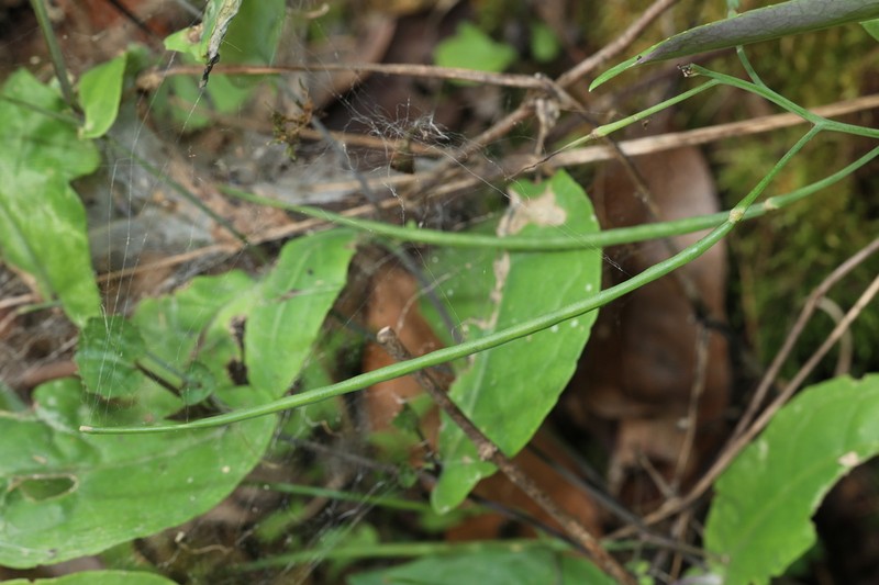 Orychophragmus longisiliquus photo 3