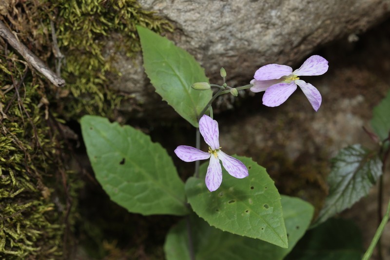 Orychophragmus longisiliquus photo 4