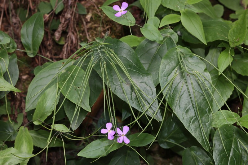 Orychophragmus longisiliquus photo 5