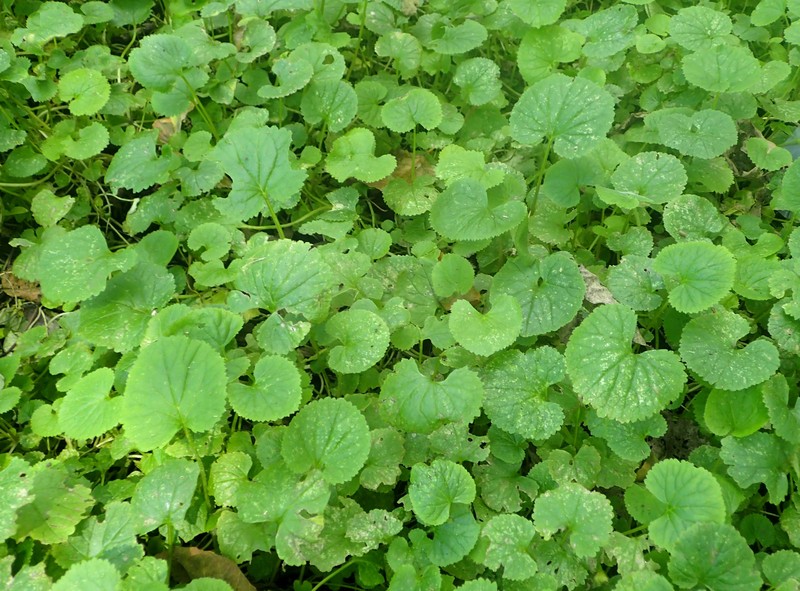Orychophragmus violaceus photo 2