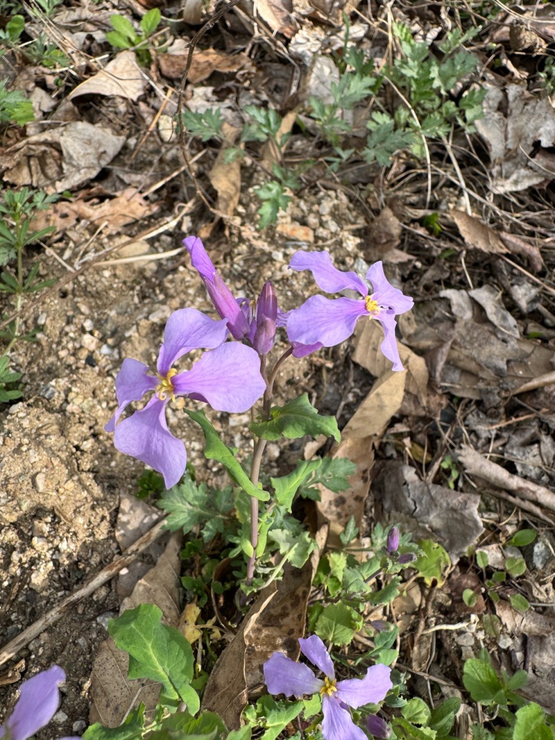 Orychophragmus violaceus photo 4