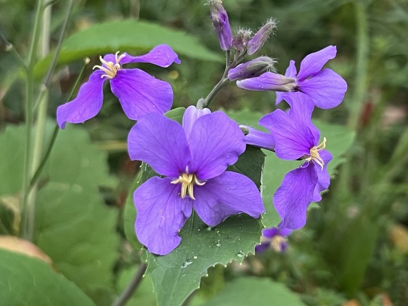 Orychophragmus violaceus photo 5