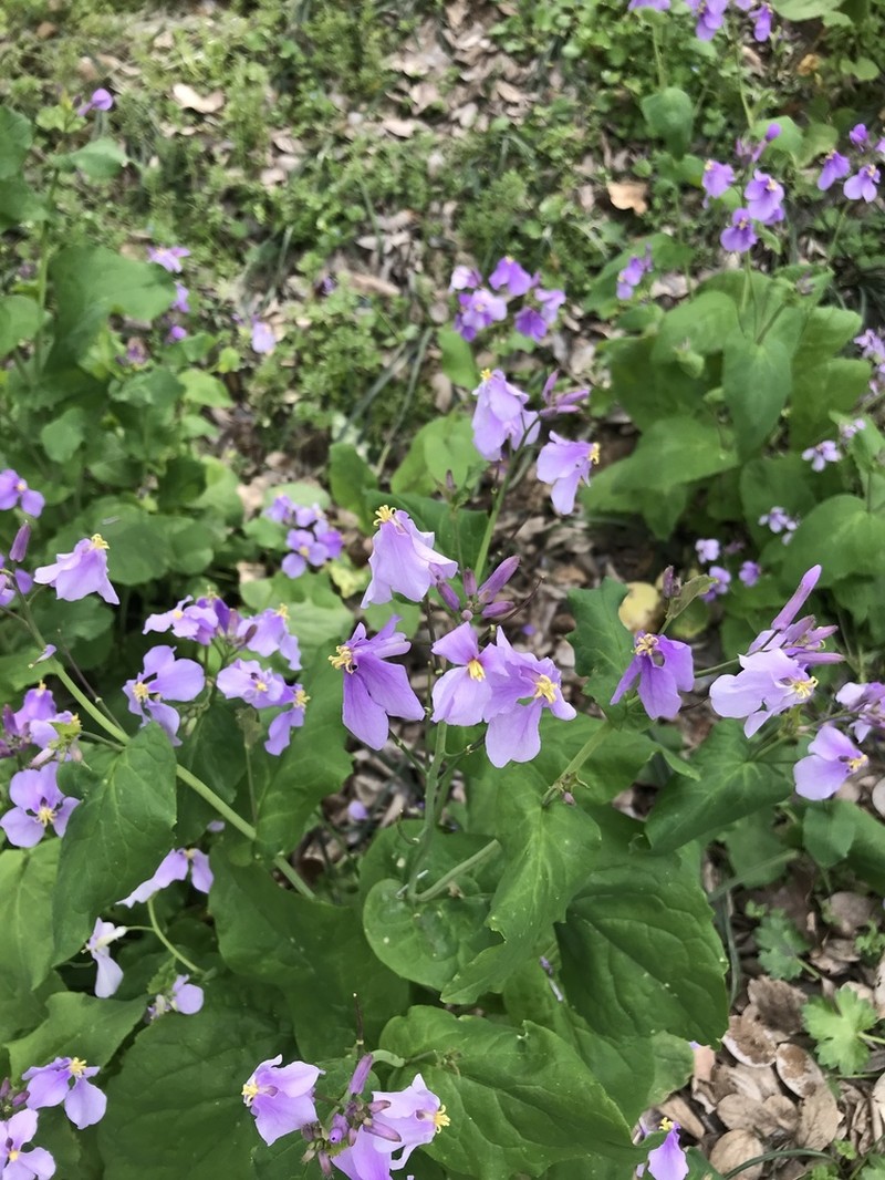 Orychophragmus violaceus photo 6