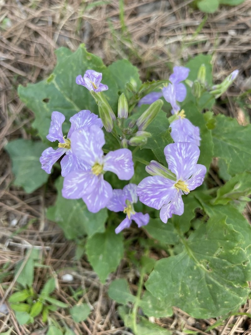 Orychophragmus violaceus photo 7