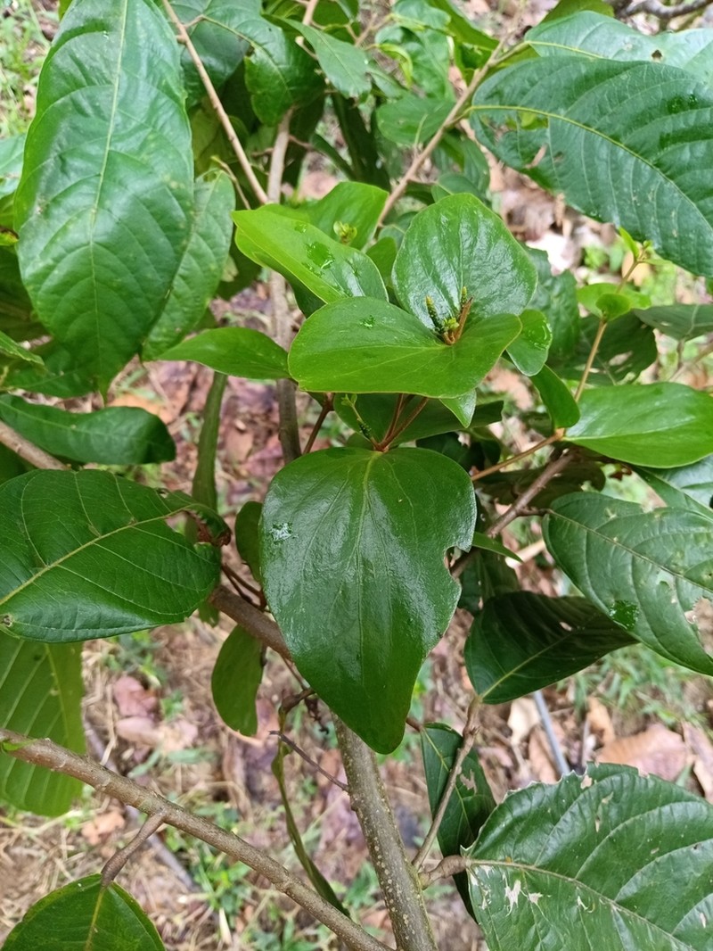 Oryctanthus callicarpus