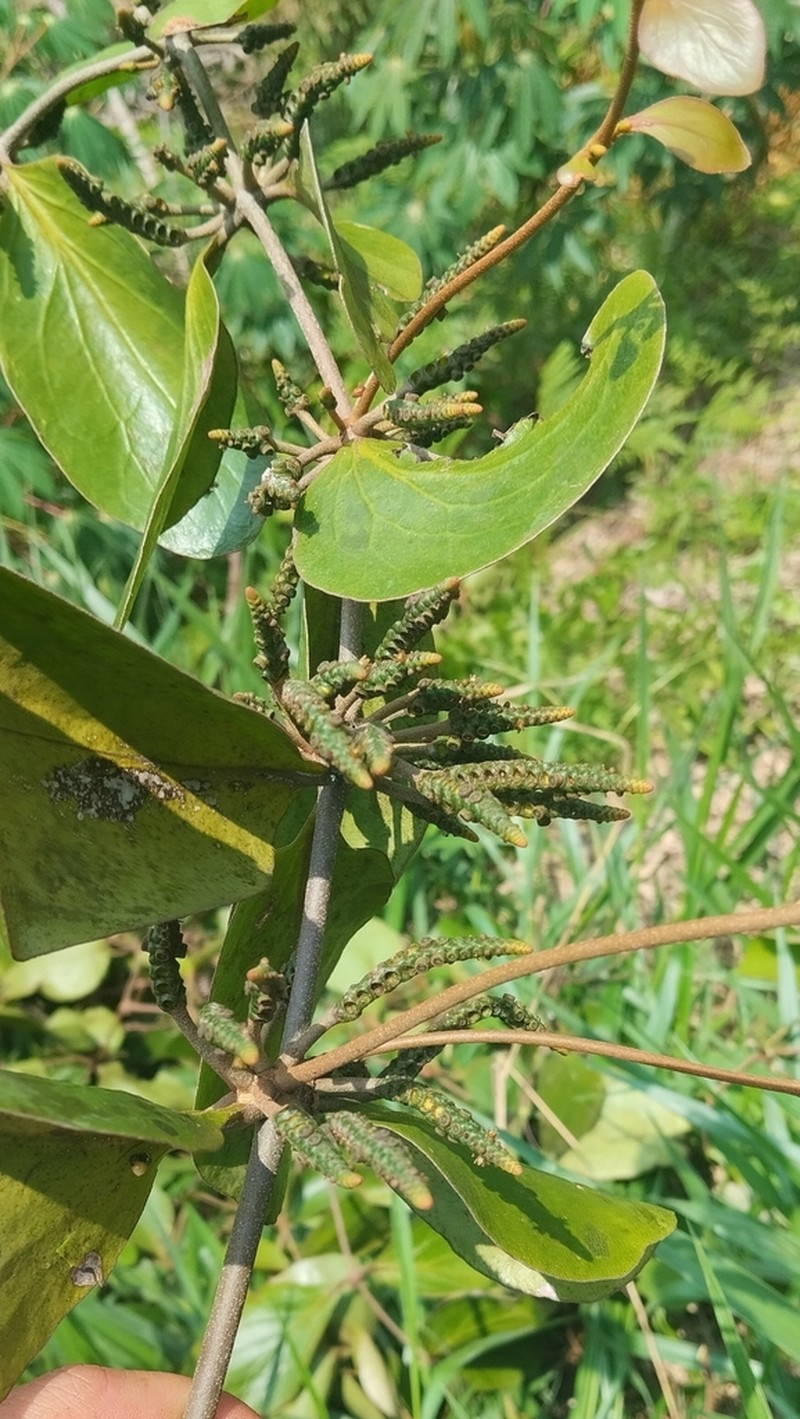 Oryctanthus callicarpus photo 3