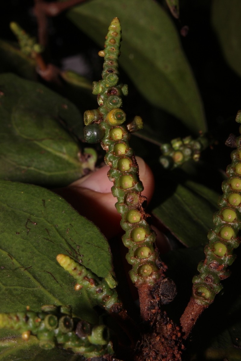 Oryctanthus callicarpus photo 7