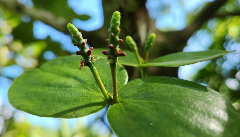 Oryctanthus cordifolius