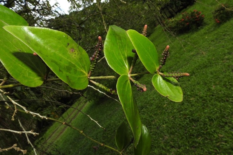 Oryctanthus cordifolius photo 2