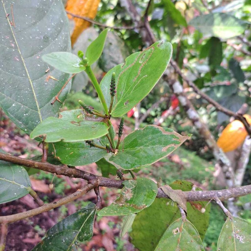 Oryctanthus cordifolius photo 4