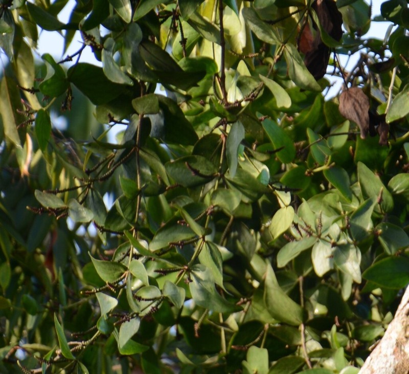 Oryctanthus cordifolius photo 5