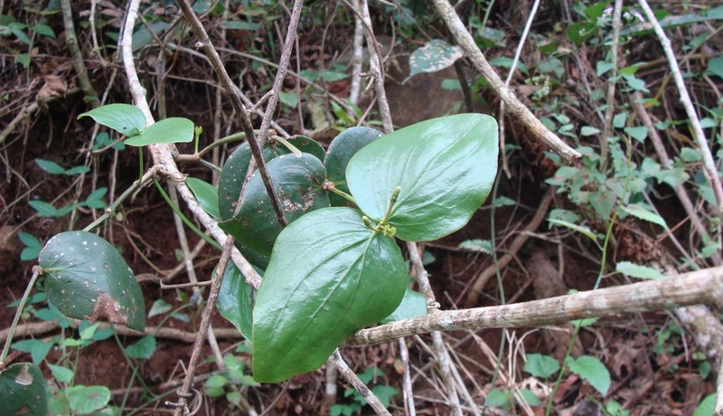 Oryctanthus cordifolius photo 6