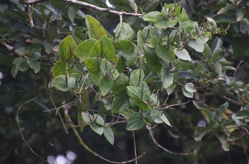 Oryctanthus cordifolius photo 7