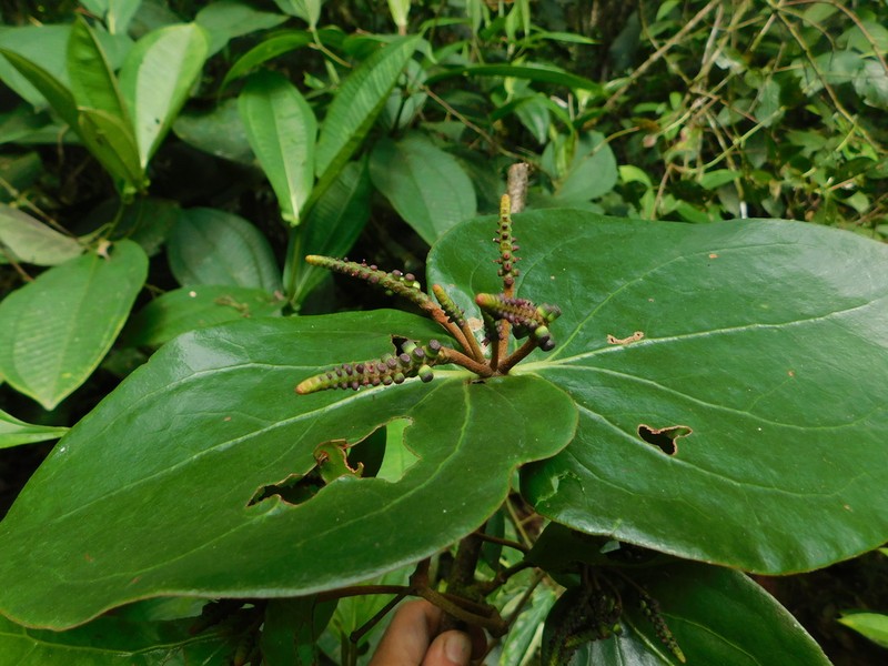 Oryctanthus cordifolius photo 8