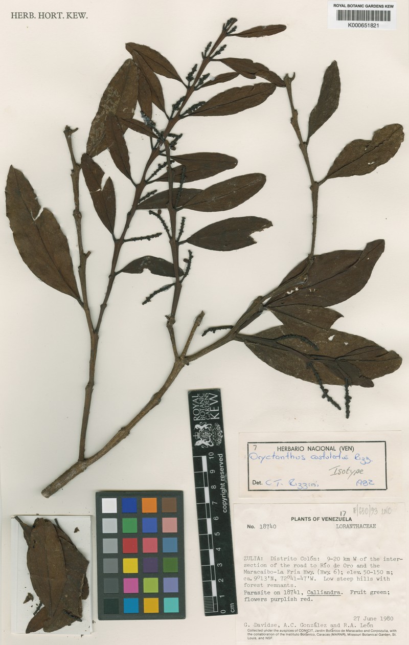 Oryctanthus costulatus photo 2