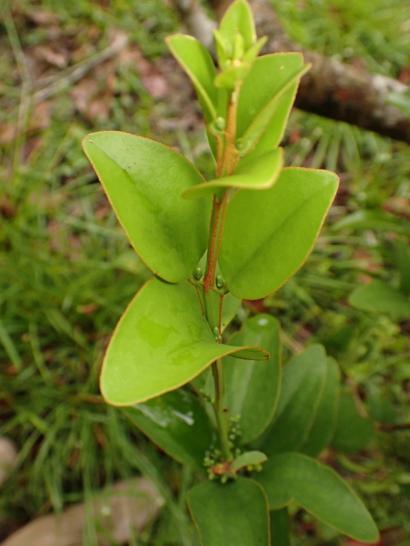 Oryctanthus florulentus