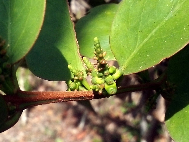 Oryctanthus florulentus photo 2