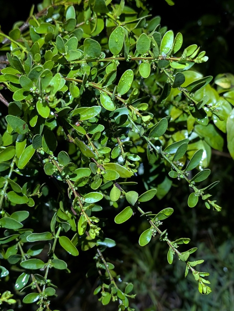 Oryctanthus florulentus photo 3