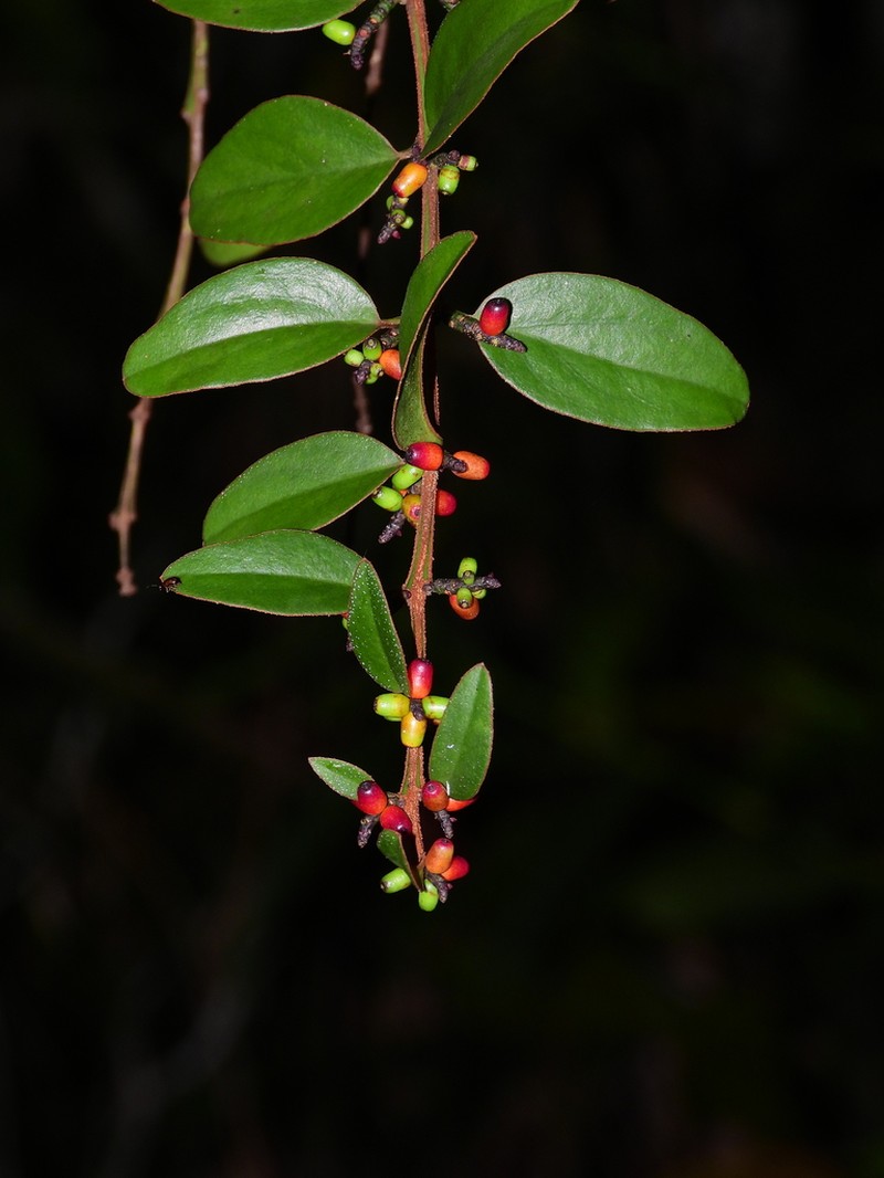 Oryctanthus florulentus photo 7