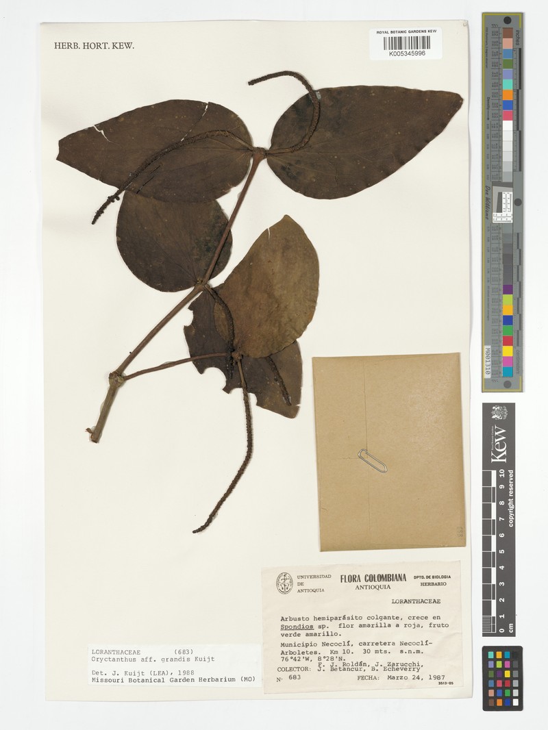 Oryctanthus grandis