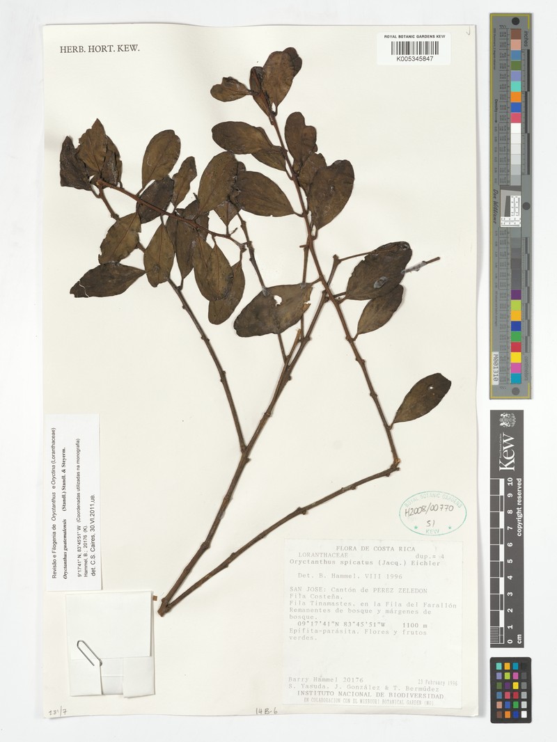 Oryctanthus guatemalensis photo 2