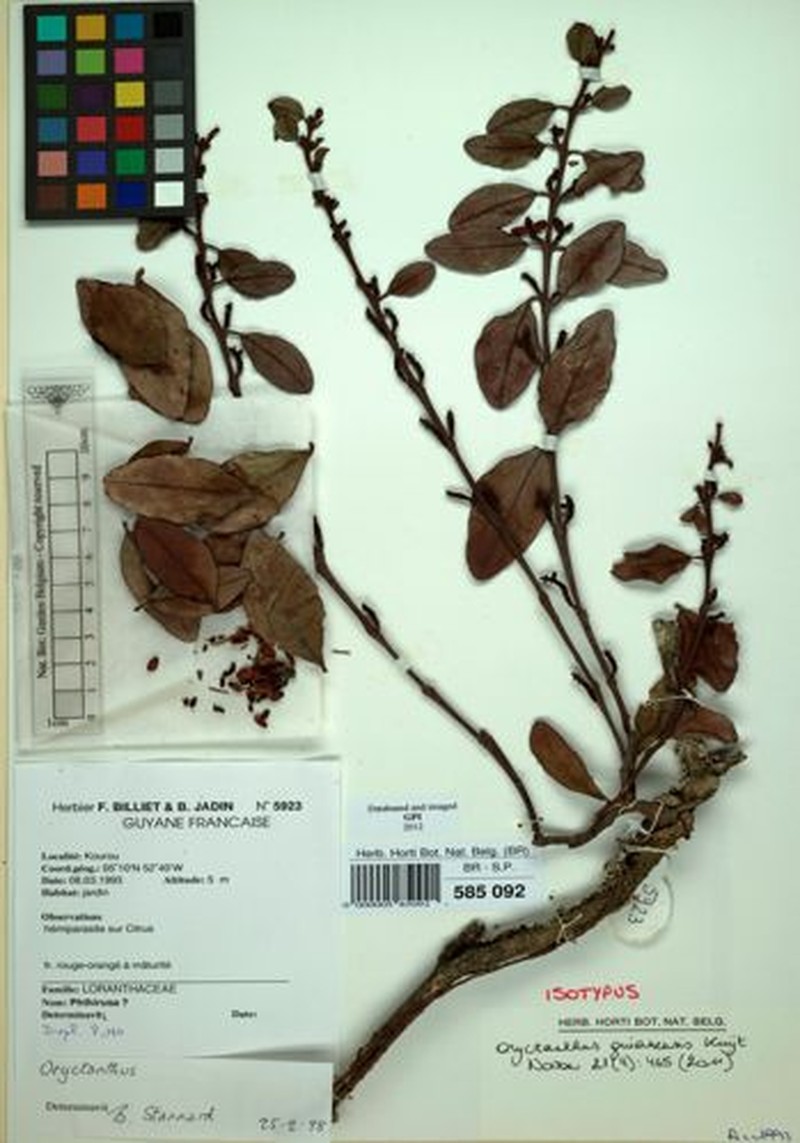 Oryctanthus guianensis