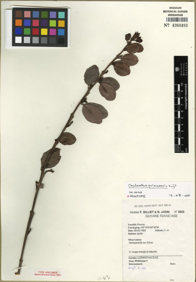 Oryctanthus guianensis photo 2