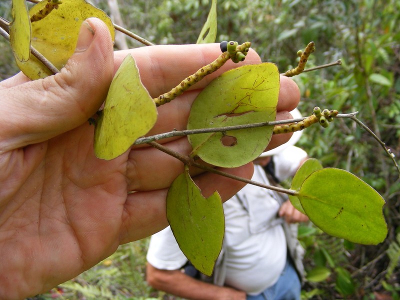 Oryctanthus occidentalis photo 2