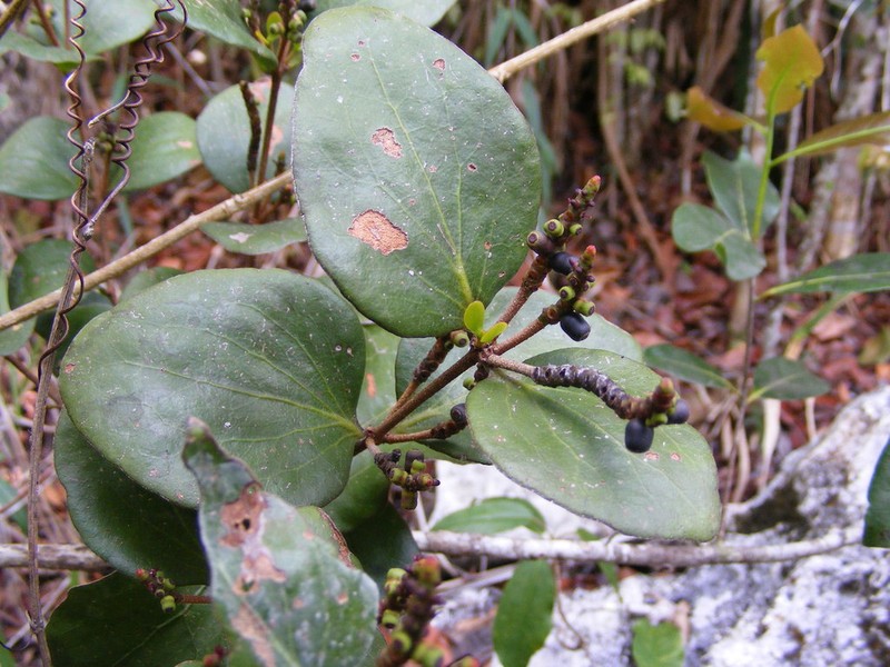 Oryctanthus occidentalis photo 4