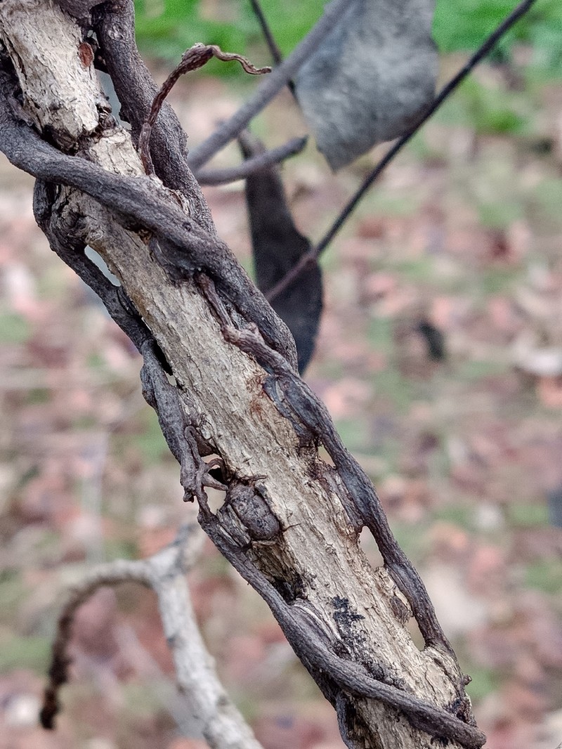 Oryctanthus occidentalis photo 5